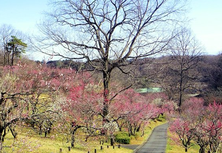 お花見埼玉 国営武蔵丘陵森林公園 梅の花の見頃 アクセスや駐車場は お花見処